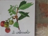 Appartamento Vacanza: Corbezzolo