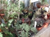 piante-grasse-vivaio-lazio-viterbo