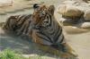 Tigri, Gepardi, Rettili e Sconti Imperdibili allo zoo!
