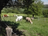 agriturismo con animali da cortile