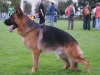 Fin von der Rodbaude, disponibili cuccioli