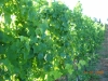 Produzione vini Doc e Docg Umbria