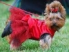 Yorkshire terrier figli di campioni