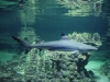 acquario con squali bergamo