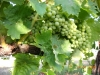 Le migliori uve bianche Trebbiano