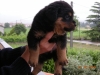 rottweiler da esposizione