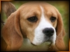 beagle da esposizioni