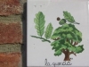 Quercia
