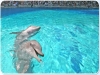 Delfini: attrazione di Oltremare