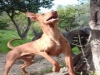 allevamento cirneco dell'etna