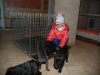 cuccioli cane corso a Perugia