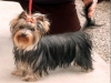 cuccioli Yorkshire terrier con genitori visibili