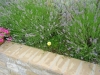 oasi-assisi-fiori