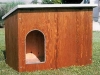 cuccia_collie