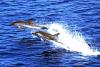 Delfini e specie protette al Parco Portofino