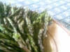Raccolta asparagi selvatici, Bracciano