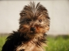 allevamento-cuccioli-yorkshireterrier