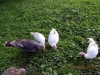 animali tacchini