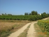 Visita cantine Umbria Montefalco 