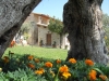 Ulivi secolari in giardino