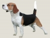 cuccioli alta genealogia
