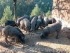 Allevamento animali domestici