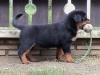 Cuccioli rottwailer alta genealogia