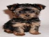 cuccioli Yorkshire terrier alta genealogia