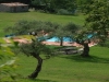 Swimming pool surrounded by olive trees