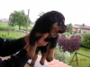 cuccioli rottweiler vendesi