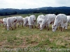 Allevamento bovini