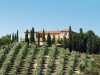 Olive trees