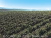 Campi coltivati ad agricoltura biologica