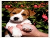 cuccioli jack russel terrier alta genealogia