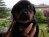 rottweiler da lavoro
