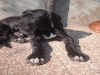 Max - cucciolo alano nero disponibile
