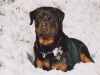 rottweiler guardia e difesa