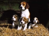 beagle linee di sangue da lavoro e bellezza