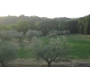 agriturismo produzione propria olio