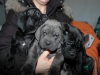 cuccioli cane corso neri piombo e tigrati