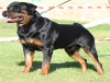 Campione Mondiale Rottweiler, allevamento