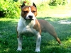 allevamento-amatoriale-amstaff-umbria