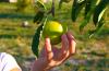 Prodotti biologici in Umbria