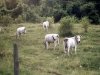 Cows meadowing near the castle