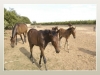 Agriturismo con equitazione in Puglia