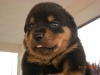 cuccioli rottweiler a 30 gg