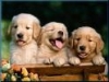 labrador retriever allevamenti selezionati