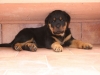 cucciolo rottweiler a 60 gg