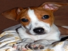 jack russel terrier lavoro