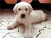 cuccioli di labador alta genealogia